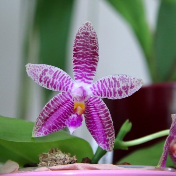 phalaenopsis